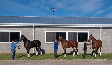 (L-R): Ivar, Imperador, and In Love<br>
Bonne Chance Farm and Paulo Lobo and the three Breeders’ Cup horses Ivar, Imperador, and In Love at the Thoroughbred Training Center on Oct. 27, 2021. 