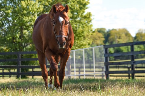 Distorted Humor, WinStar Farm