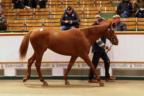 Lot 1279 Zoffany (IRE) / Curtsy (IRE) Ch.F. (IRE)     Kilcarn Park, Ireland    Thady Gosden    350,000   Tattersalls October Yearling Sale Book 2 13/10/21