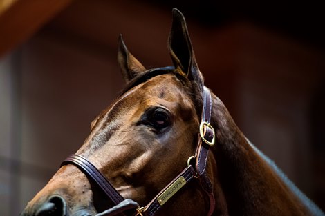 Hip 232 Shedaresthedevil consigned by Hunter Valley Farm Agent.</p></p>
<p><p>Horses, people and scenes at Fasig-Tipton November Sales in Lexington, KY on November 9, 2021. 