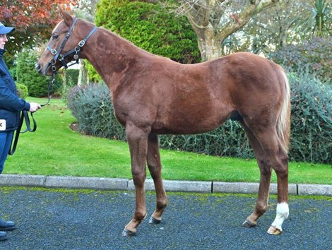 2021 Goffs November Foal Sale, Lot 247<br><br />
Exceed And Excel (AUS) x Ejaazah (IRE)<br><br />
Purchaser: Tally Ho Stud .<br><br />
Price: €130,000