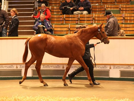 Sea Of Class: Double winner Group 1 was on sale at the 2016 Sale in December 2016 for 170,000gns