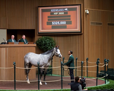 HIp 3600 Realm of Law at WinStar Racing<br><br />
Horses, people and scenes at the Keeneland November Breeding Stock Sale in Lexington, Ky., on Nov. 19, 2021. 