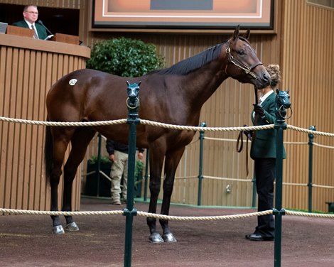 HIp 3631 Sträva at WinStar Racing<br>
Horses, people and scenes at the Keeneland November Breeding Stock Sale in Lexington, Ky., on Nov. 19, 2021. 