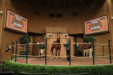 Hip 224D, Paris Lights, 2021 Keeneland November