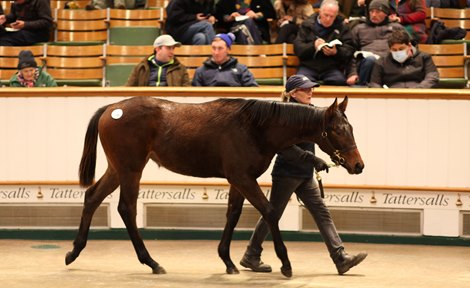 Lot 966 Sea The Stars (IRE) / Sahel (GER) B.F. (GB)       Marwell Park    Gestüt Fährhof    350,000   <br>
Tattersalls December Foal Sale<br>
26/11/21