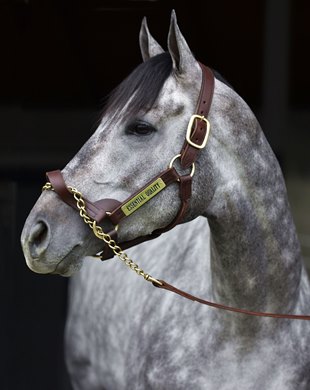 November 13, 2021: Belmont Stakes winner Essential Quality at his new home, Darley America in Lexington, Ky...<br>
Rick Samuels/The Blood-Horse 