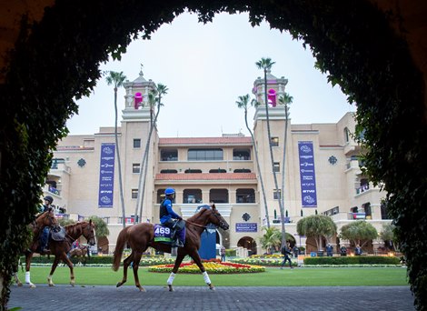 Space Blues walks around the iconic paddock at Del Mar racecourse in Southern California 2.11.21 