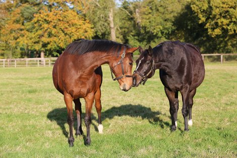 Enable (left) in foal with pasture partner Franconia November 8, 2021