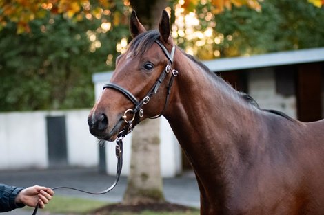 Lot 370, 2021 Goffs Autumn Yearling Sale