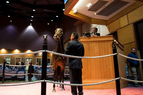 Hip 156 Dayoutoftheoffice consigned by Elite Agent.</p>

<p>Horses, people and scenes at Fasig-Tipton November Sales in Lexington, KY on November 9, 2021. 