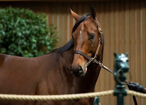 Hip 3746 Flavius at WinStar Racing<br>
Horses, people and scenes at the Keeneland November Breeding Stock Sale in Lexington, Ky., on Nov. 19, 2021. 