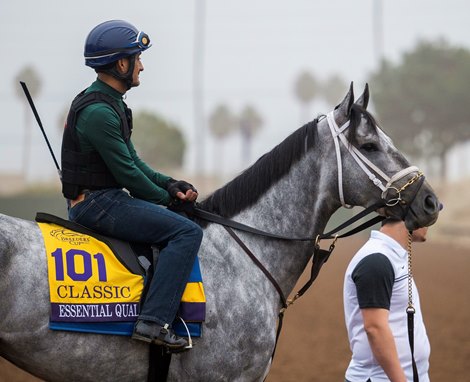 Essential Quality out for his exercise Thursday Nov. 4, 2021 at the Del Mar Race Track in San Diego, CA. Photo by Skip Dickstein