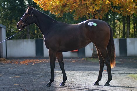 Lot 592, 2021 Goffs Autumn Yearling Sale