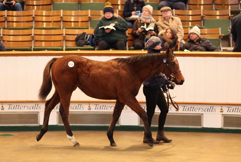 Lot 1121 Dark Angel (IRE) / Thesme (GB) B.F. (IRE)      West Moor Stud    Simon Chappell    70,000   <br><br />
Tattersalls December Foal Sale<br><br />
27/11/21