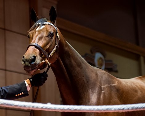Hip 208 Aunt Pearl consigned by Elite Agent</p>

<p>Horses, people and scenes at Fasig-Tipton November Sales in Lexington, KY on November 9, 2021. 