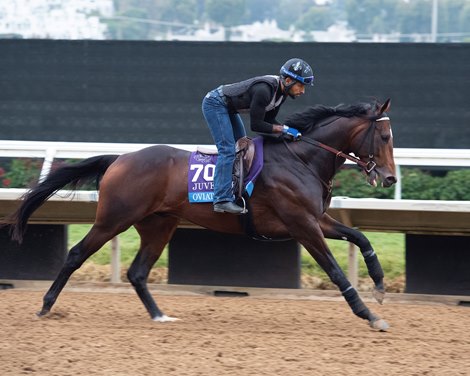 Oviatt Class<br>
Horses and horsemen training toward the Breeders’ Cup at Del Mar on Nov. 1, 2021. 