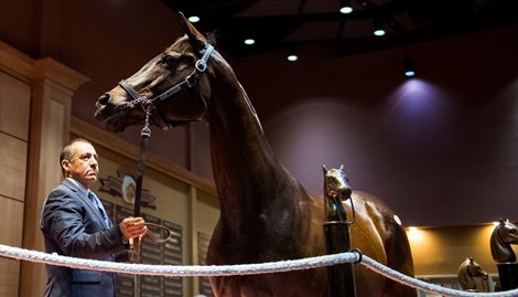 Hip 203 Magical World consigned by Hill 'N' Dale Sales Agency Agent.</p></p>
<p><p>Horses, people and scenes at Fasig-Tipton November Sales in Lexington, KY on November 9, 2021. 