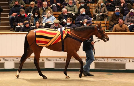 Lot 1798, 2021 Tattersalls December Mares Sale