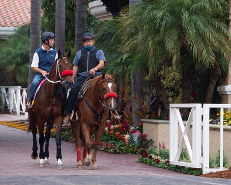 Letruska walking to paddock<br>
Horses and horsemen training toward the Breeders’ Cup at Del Mar on Nov. 3, 2021. 