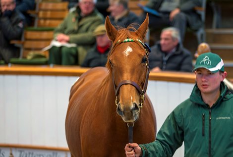 Lot 1426, 2021 Tattersalls December Mares Sale