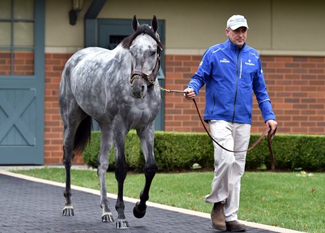 November 13, 2021: Belmont Stakes winner Essential Quality at his new home, Darley America in Lexington, Ky...<br>
Rick Samuels/The Blood-Horse