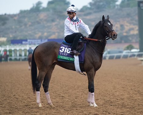 Tribhuvan<br><br />
Horses and horsemen training toward the Breeders’ Cup at Del Mar on Nov. 1, 2021. 
