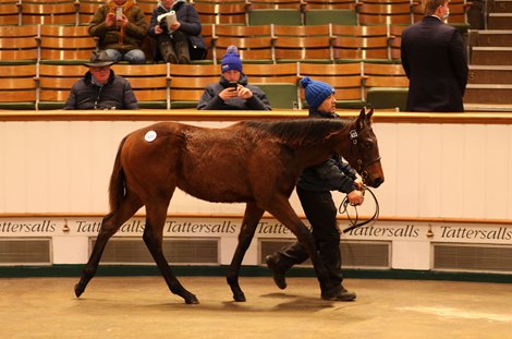 Lot 433 Time Test (GB) / Sweet As Honey (GB) B.C. (GB)       The National Stud Ltd.    Good Will Bloodstock    66,000   <br>
Tattersalls December Foal Sale<br>
24/11/21