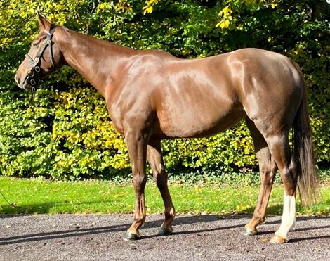 2021 Goffs November Breeding Stock Sale, Lot 1192