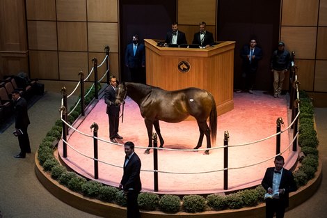 Hip 252 Carina Mia consigned by Hill &#39;N&#39; Dale Sales Agency Agent.</p>

<p>Horses, people and scenes at Fasig-Tipton November Sales in Lexington, KY on November 9, 2021. 