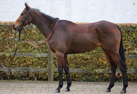 2021 Goffs November Breeding Stock Sale, Lot 1246