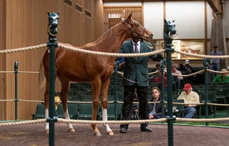 Hip# 144, a weanling by Frankel out of Lady Ederle consigned by Four Star Sales Agent brought $800,000 at the Keeneland Sales Pavilion Wednesday Nov. 10, 2021 in Lexington, KY.  Photo by Anne M. Eberhardt