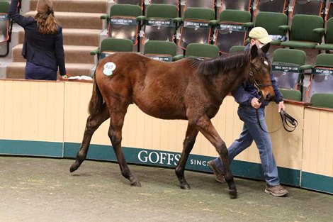 Lot 623, 2021 Goffs November Foal Sale