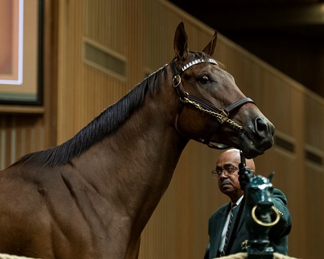 Hip# 224D Paris Lights,a broodmare or racing prospect by Curlin out of Paris Bikini was purchased by Ned Toffey from ELiTE Sales(Bradley Weisbord/Liz Crow) for $3.1M at the Keeneland November Breeding Stock Sale in Lexington, Ky., on Nov. 10, 2021. 
