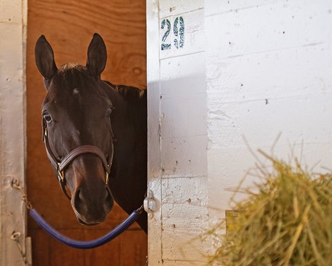 Medina Spirit dawned after winning the Kentucky Derby (G1).  Kentucky Derby and Oaks horses, people and scenes at Churchill Downs in Louisville, Ky., on May 2, 2021. 