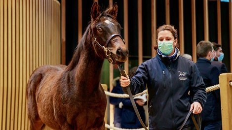 2021 Arqana Breeding Stock Sale, Lot 300 