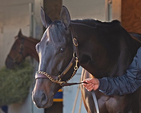 Medina Spirit the morning after winning the Kentucky Derby (G1) with Bob Baffert.<br><br />
Kentucky Derby and Oaks horses, people and scenes at Churchill Downs in Louisville, Ky., on May 2, 2021. 