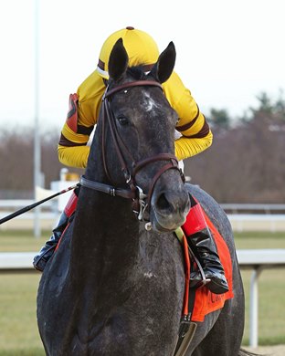 Marissa&#39;s Lady wins the Gowell Stakes Sunday, December 26, 2021 at Turfway Park