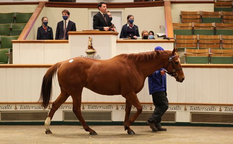 Lot 2151 Ragsah (IRE) 2008 Ch.M.  BY Shamardal (USA) EX Colorado Dancer       Godolphin    Hazelwood Bloodstock / Essafinaat UK    130,000.  Tattersalls December Mare Sale 01/12/21