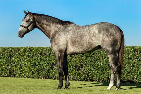 Gold Double enters stud at Valor Farm in Texas in 2022