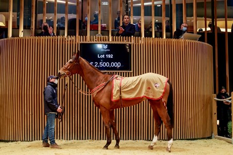 Selling shares of Arqana seed in 2021, lot 192