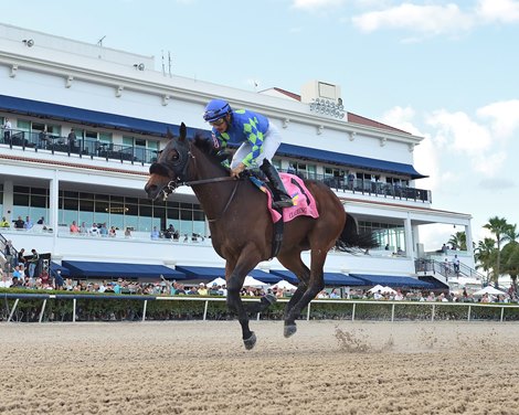 Miles Ahead wins the 2021 Claiming Crown Rapid Transit Starter Stakes at Gulfstream Park                               