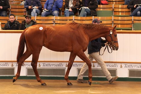 Lot 328 Lariat (GB) 2016 Ch.C.  BY Poet&#39;s Voice (GB) EX Lasso (GB)     Jamie Railton (Agent)    Shamrock Thoroughbreds / Syndicates Racing    32,000  <br><br />
Tattersalls February Sale<br><br />
31/01/20<br><br />
