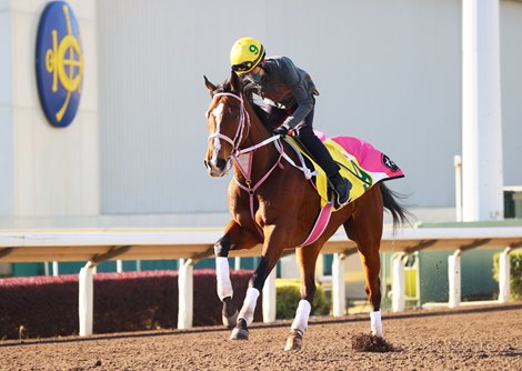 Resistencia - Trackwork, Sha Tin, December 4, 2021