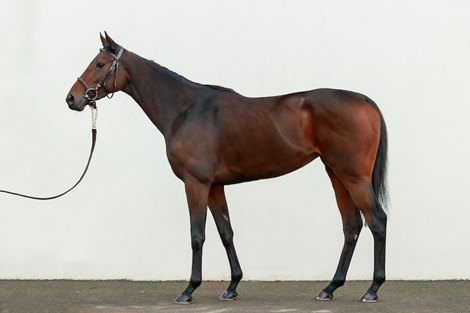 2021 Arqana Breeding Stock Sale, Lot 172<br><br />
Speak of the Devil<br><br />
