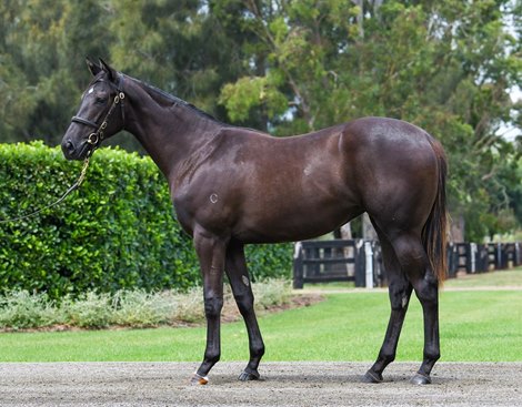 Lot 78, 2022 Gold Coast Yearling Sale