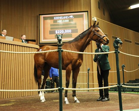 Hip1468, Querelle, consignor Pat Costello, Paramount Farm, buyer Chip Muth,   2022 Keeneland January Horses of All Ages Sale