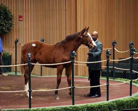 Hip 1396,  2022 Keeneland January Horses of All Ages Sale