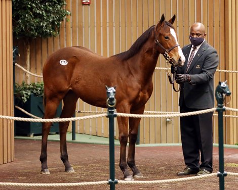 Hip 1122,  2022 Keeneland January Horses of All Ages Sale