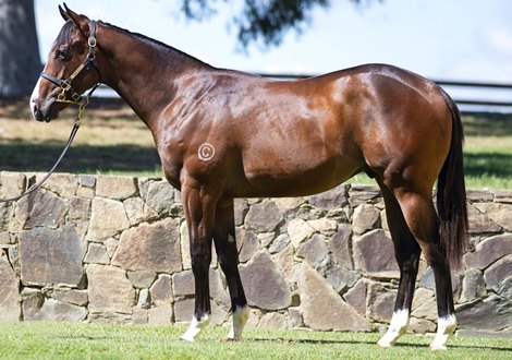 Lot 993, 2022 Gold Coast Yearling Sale